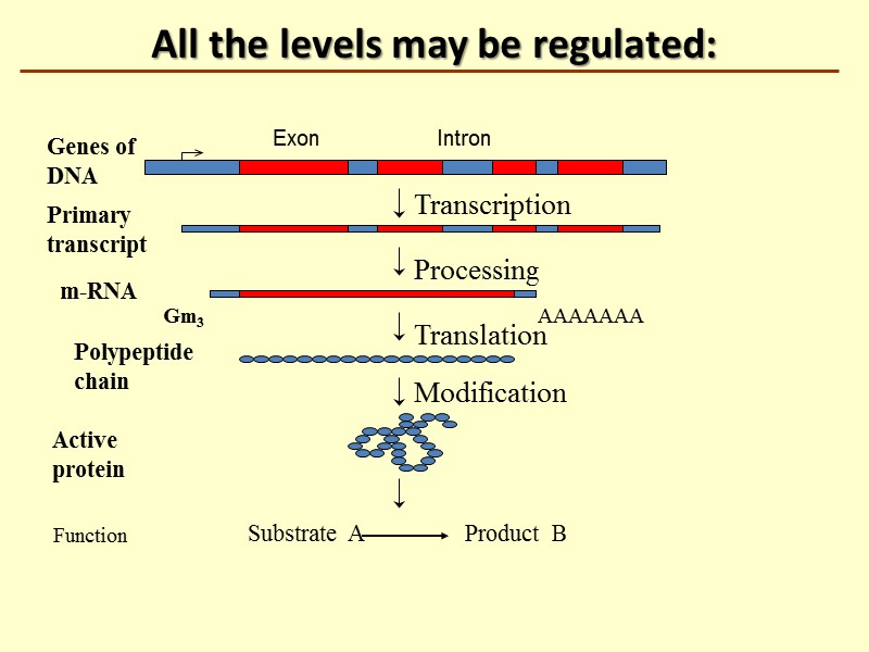 All the levels may be regulated: Transcription Processing Translation AAAAAAA Genes of DNA Primary